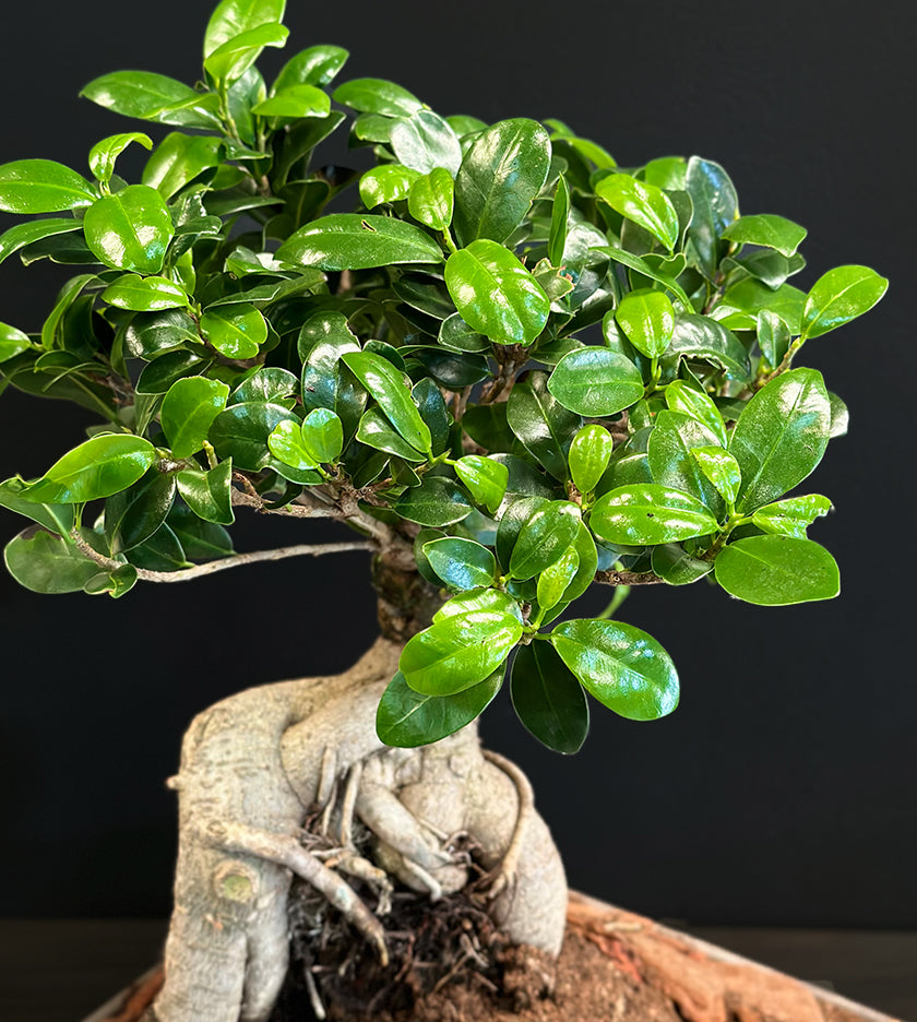 Bonsai Tray