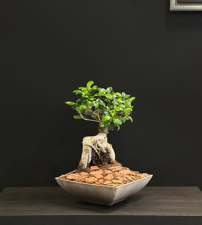 Bonsai Tray