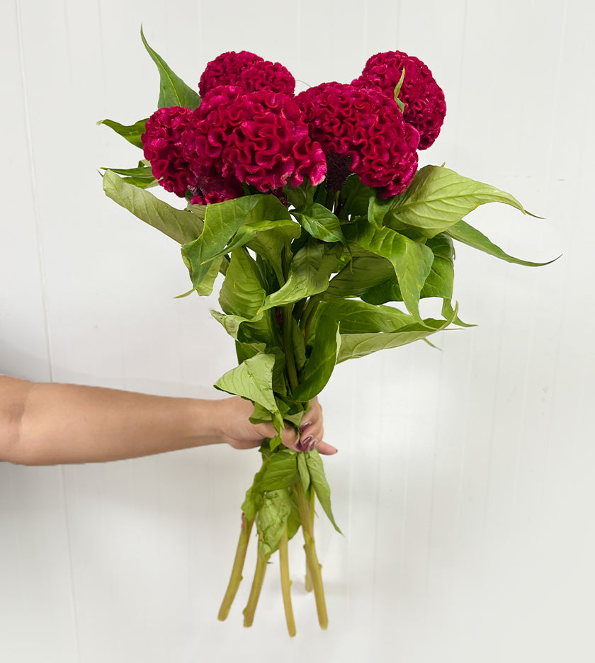 5 Stems Celosia Act Red
