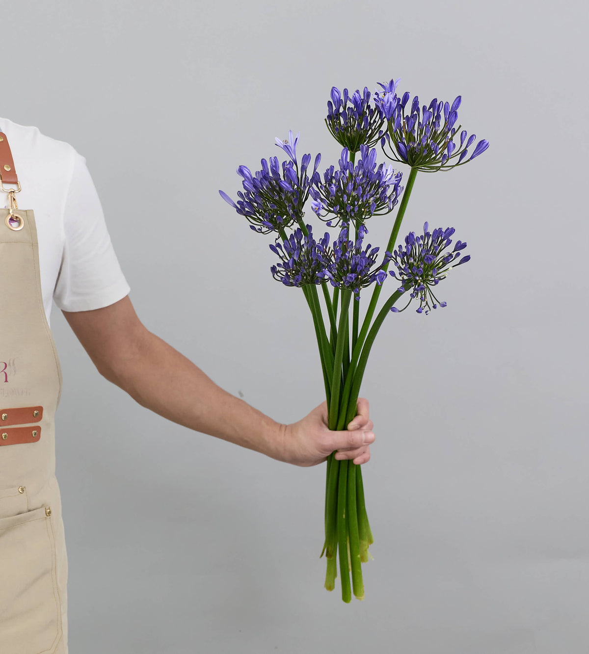 10 Stem Agapanthus Uri