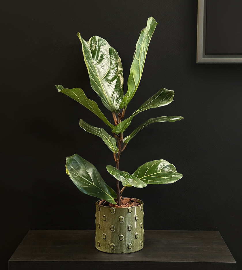 Ficus Lyrata Plant in Vase