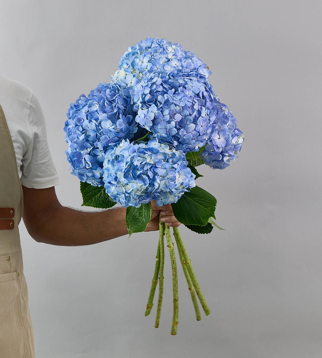 5 Stem Hydrangea Light Blue