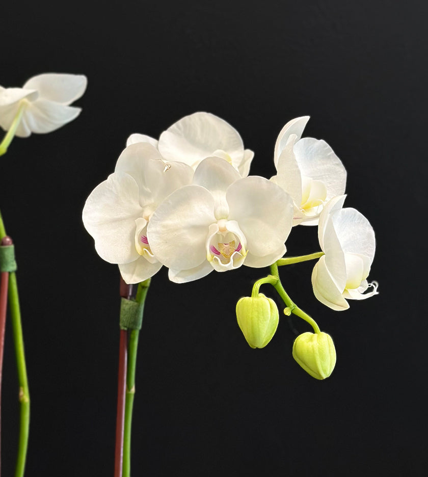 Mini Orchid Plant in Beige dotted small pot