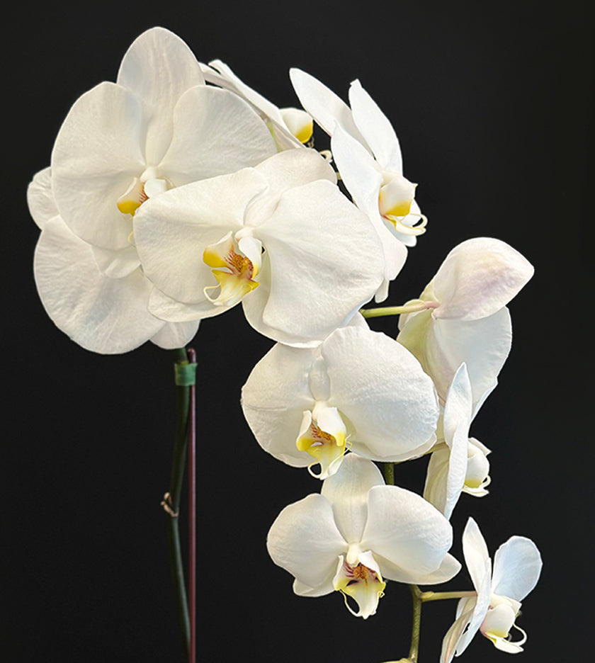 White Orchid in a Box