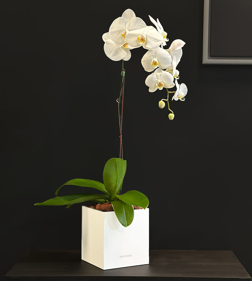 White Orchid in a Box