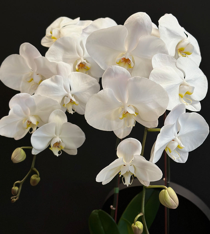 Twin White Orchids in Round Box