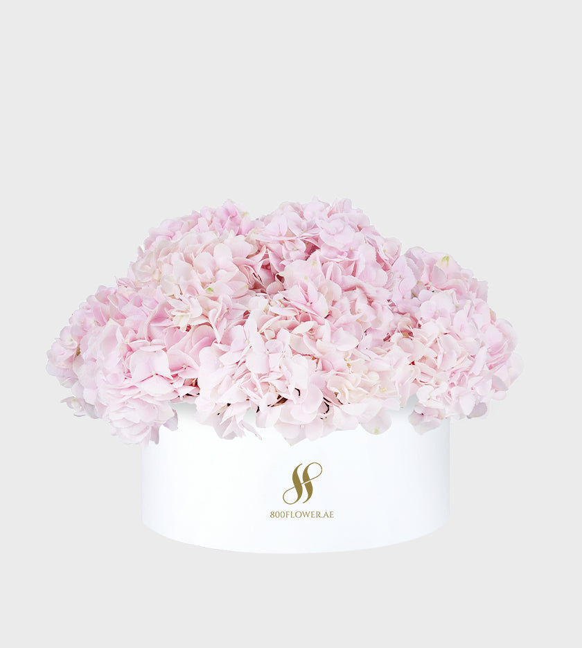 Pink Hydrangea Medium Round Box with 10-11 lush pink hydrangeas, radiating elegance, affection, and charming beauty.