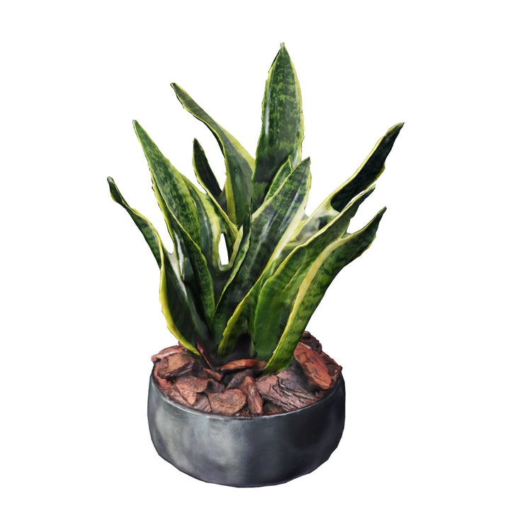 Snake Plant