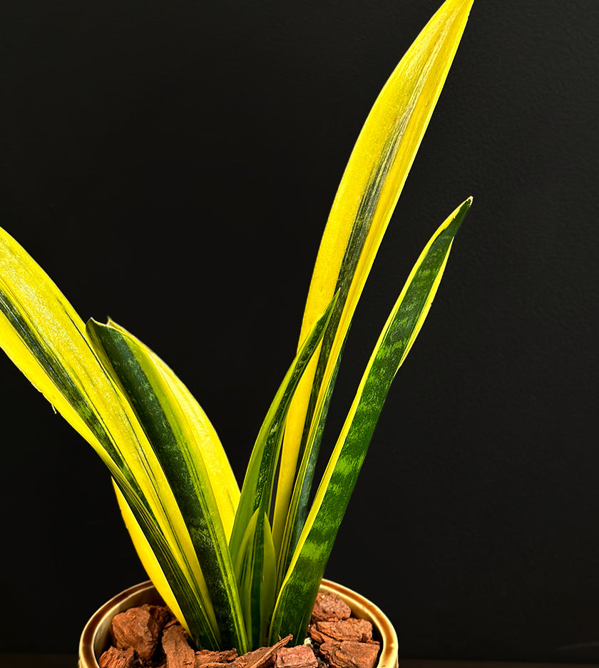 Snake Plant in Round Pot