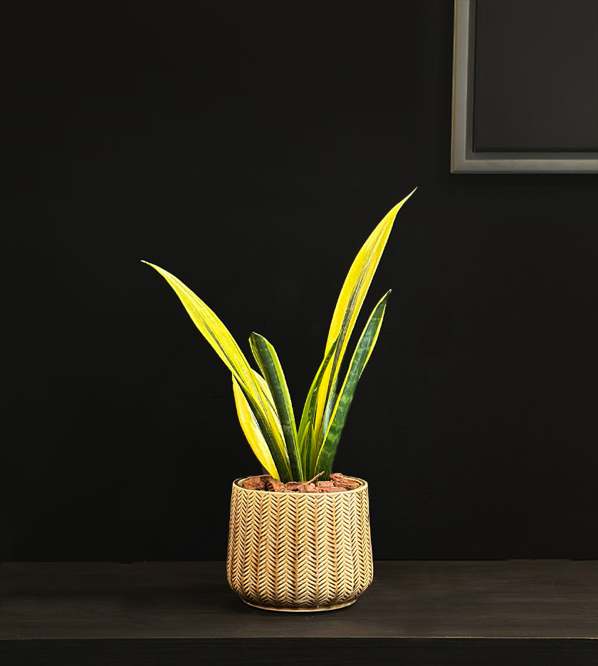 Snake Plant in Round Pot