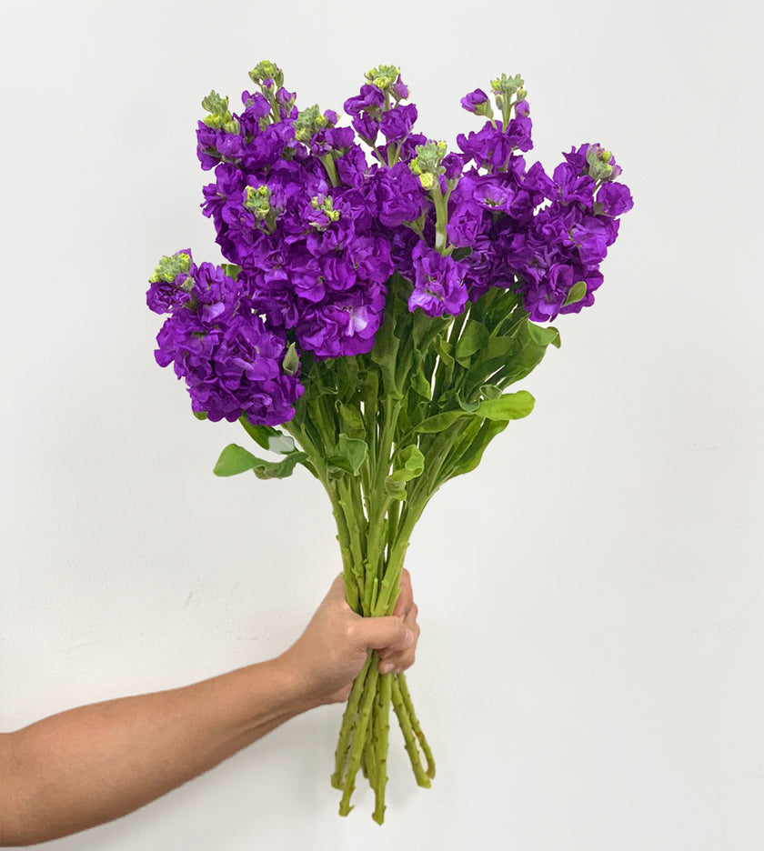 Elegant arrangement of 10 purple Matthiola flowers – perfect gift to brighten home or loved ones