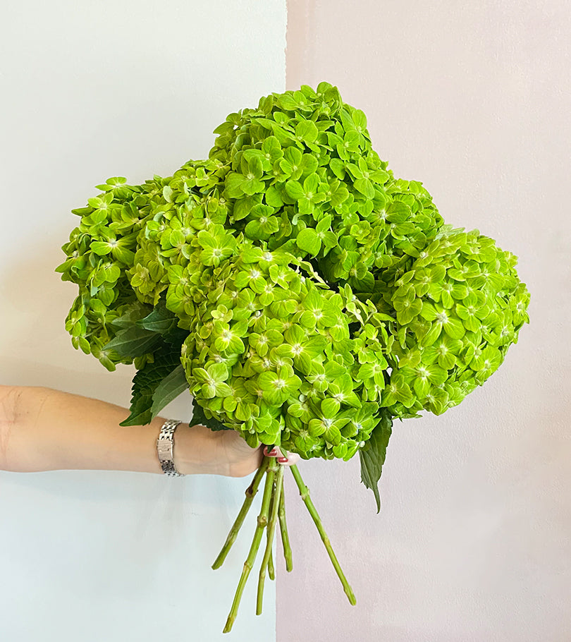 6 Green Hydrangeas