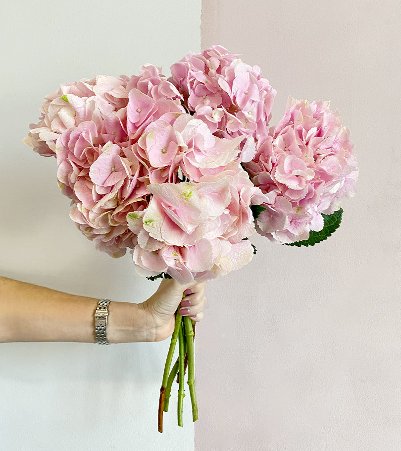 5 Light Pink Hydrangeas
