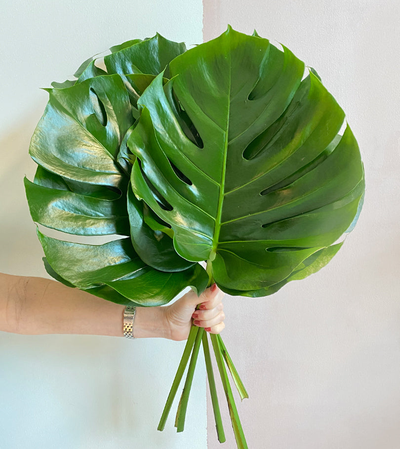 5 Monstera Leaves