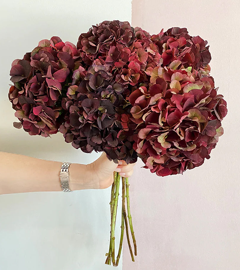 6 Burgundy Hydrangeas