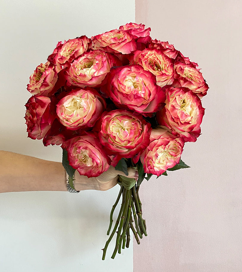 16 Apple Jack Duo Premium Roses