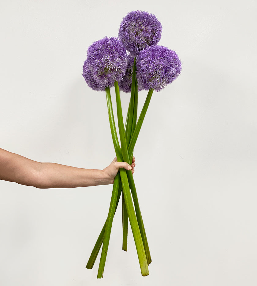 5 Allium Globemaster Stems