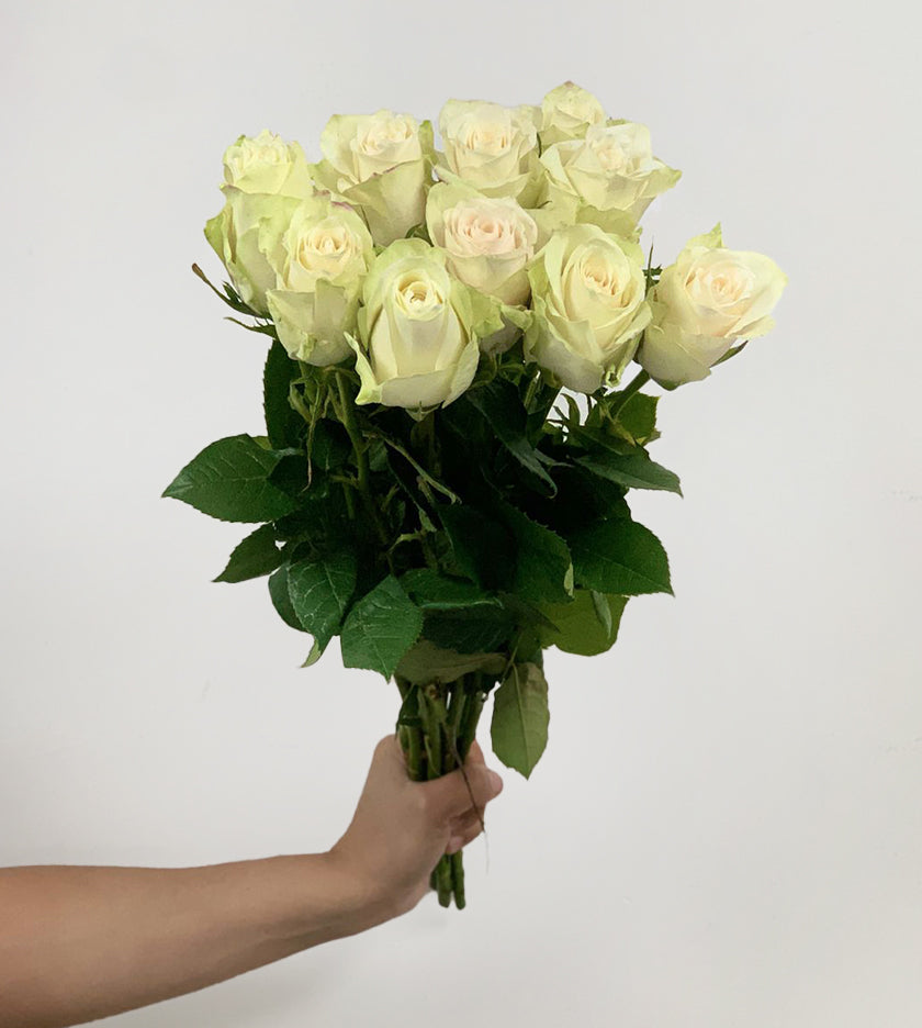 10 Rose Athena white