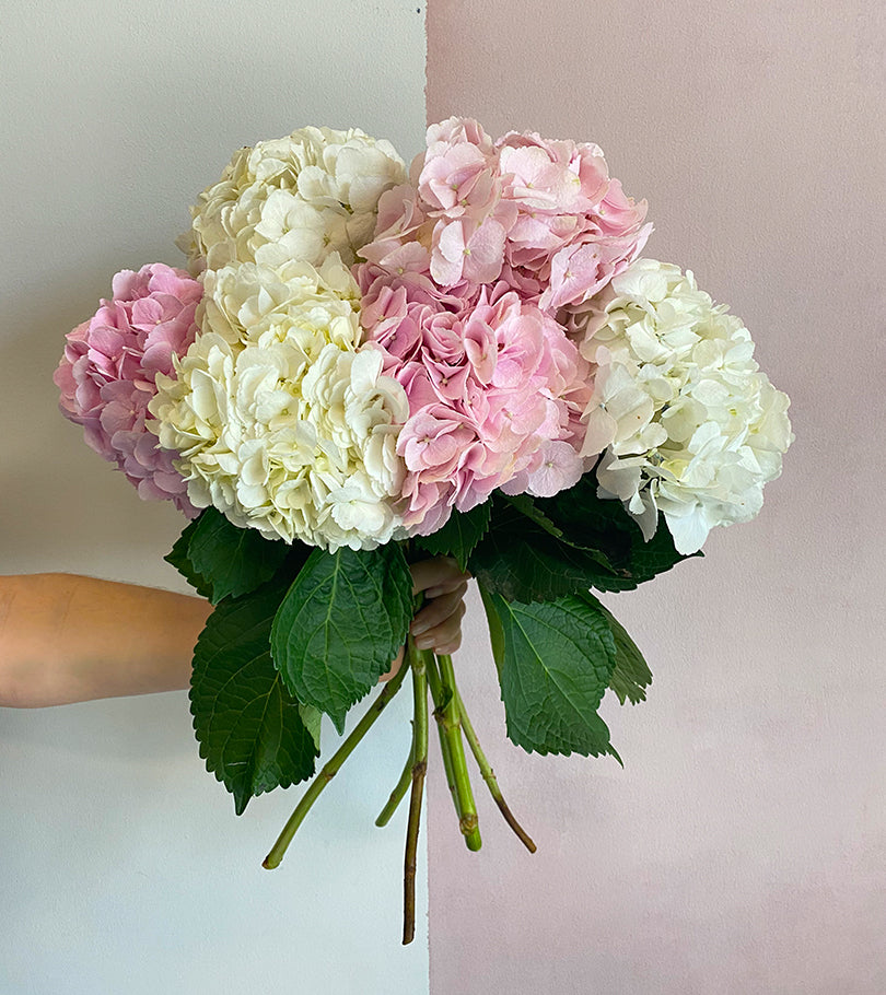 6 Mix Hydrangeas