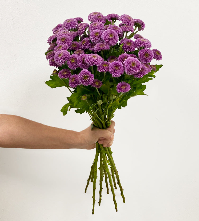 10 Chrysanthemum Doria Pink Stems