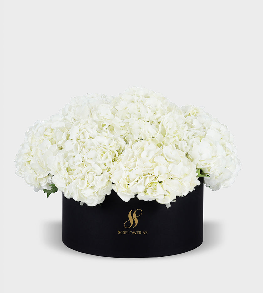 White Hydrangea Medium Round Box with 10-11 pristine white hydrangeas, symbolizing purity, grace, and timeless elegance.