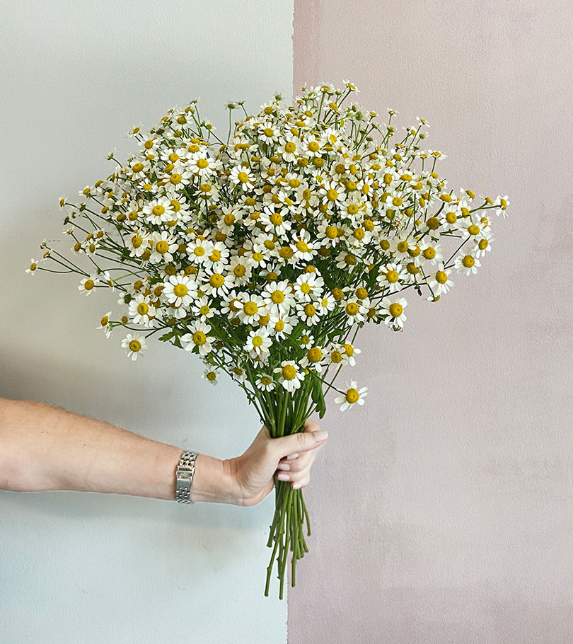 Bunch of Daisy