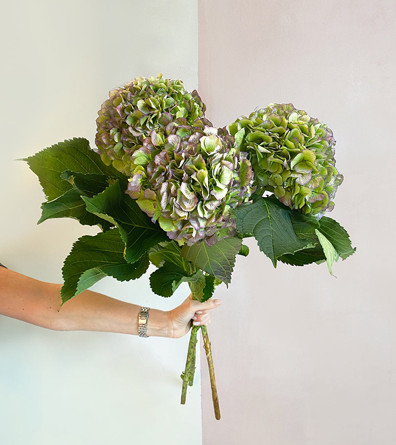 3 Antique Hydrangeas
