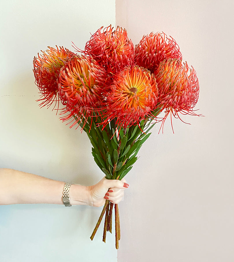 6 Leucospermum