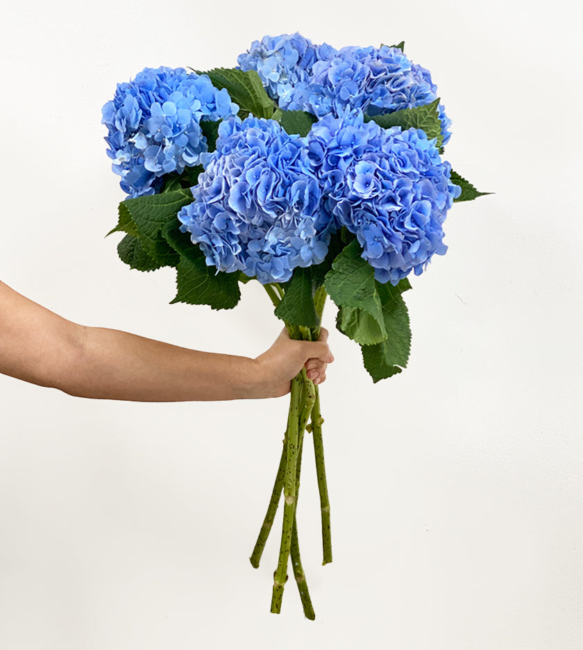 5 Blue Verena Hydrangeas