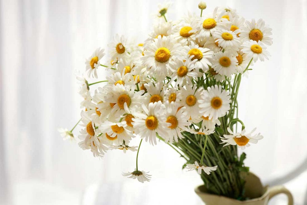 Daisy – The Perfect Gift for an April Birthday