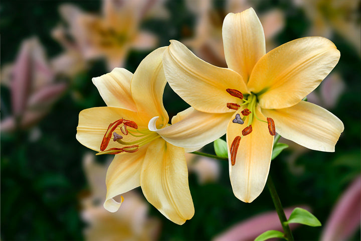 Facts about lily flowers everyone should know - 800 Flower Dubai