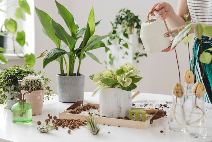 Garden Plants to Have at Home in Dubai During Summer