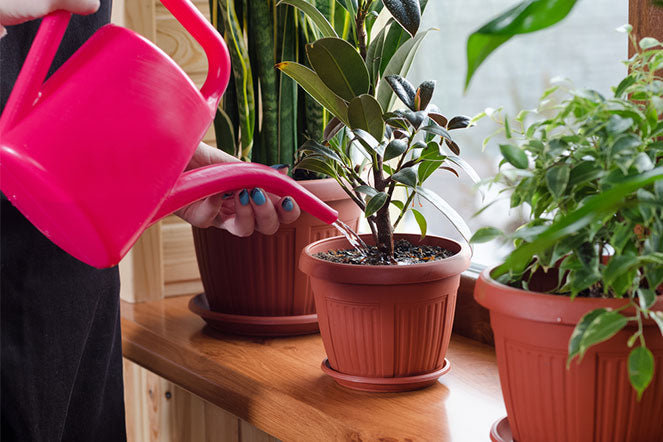 How to Take Care of Plants in Summer | 800 Flower Dubai