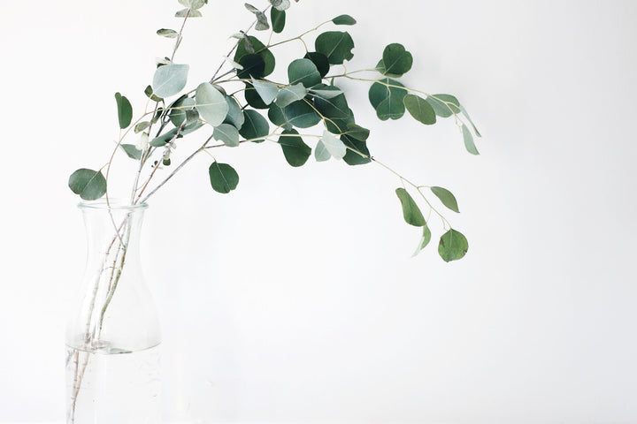 How to pack for plant delivery Dubai | 800 Flower Dubai