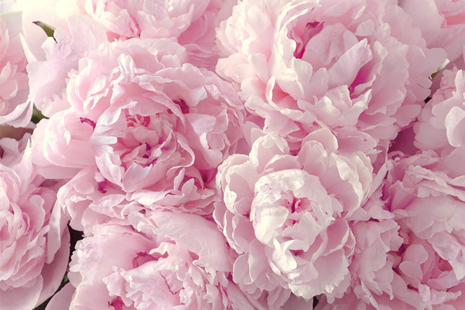 Learn All About Peony Flower | 800 Flower Dubai