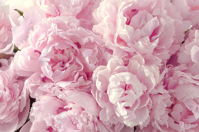 About Peony Flower