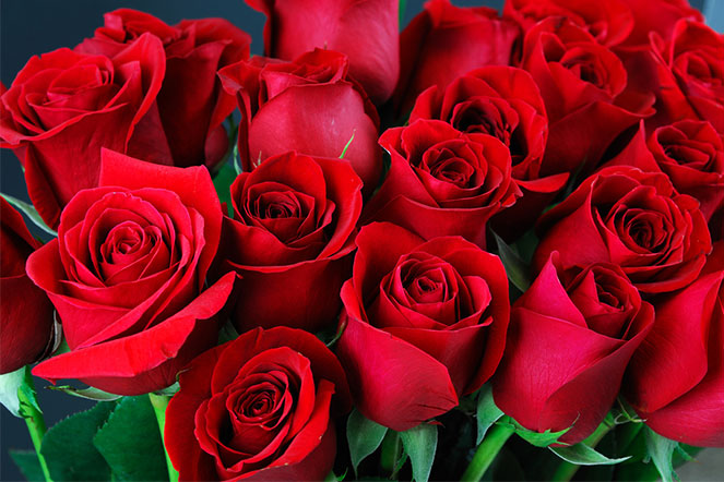 Learn More About Rose Flowers | 800 Flower Dubai