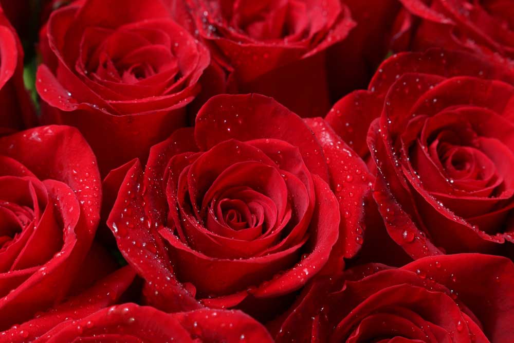 The Power of a Red Rose