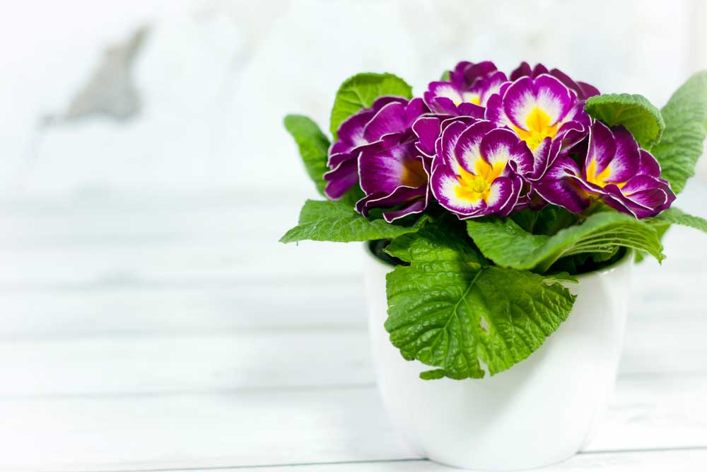 Violet and Primrose – The Birthday Flower of February Born