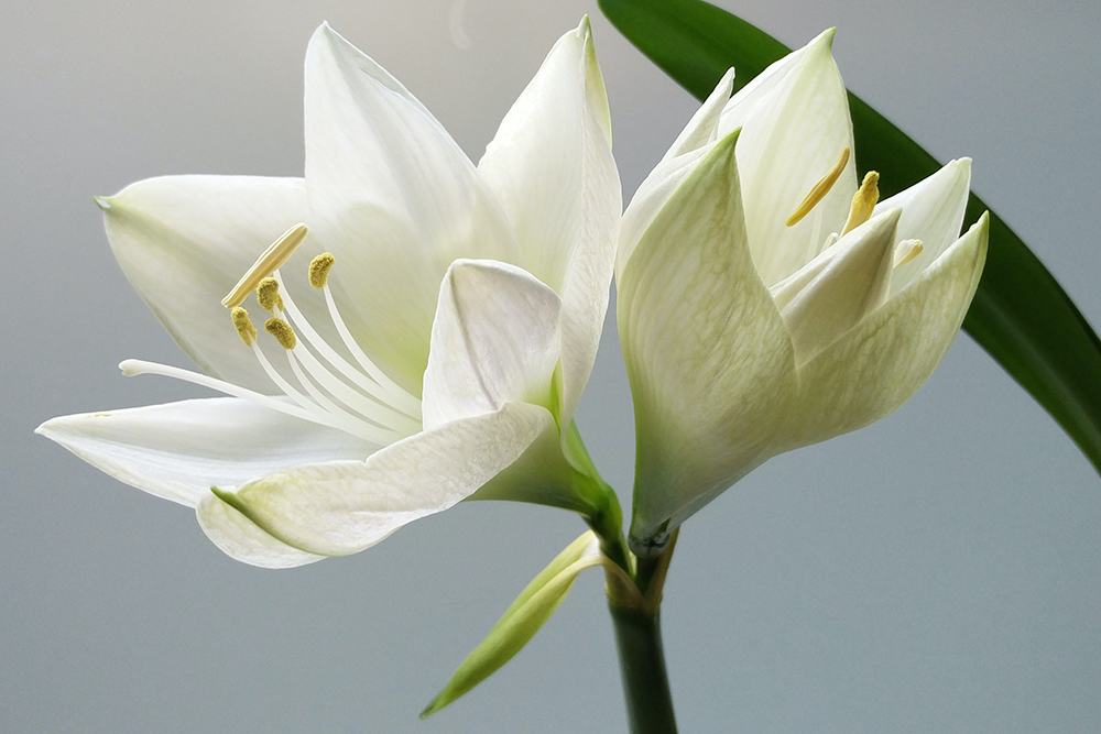 What Does Gifting A White Lily Symbolize?