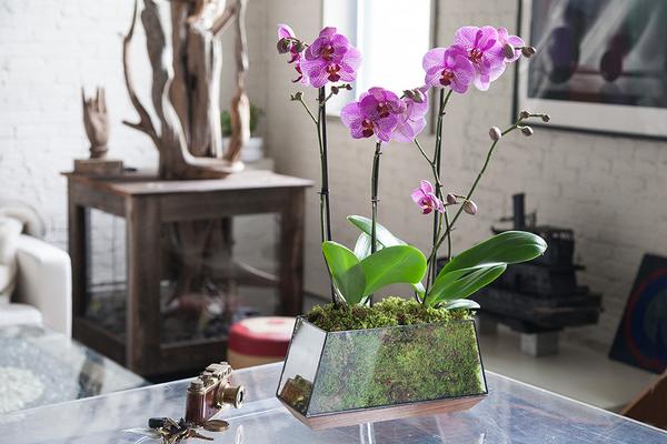 What you really mean when you gift an Orchid