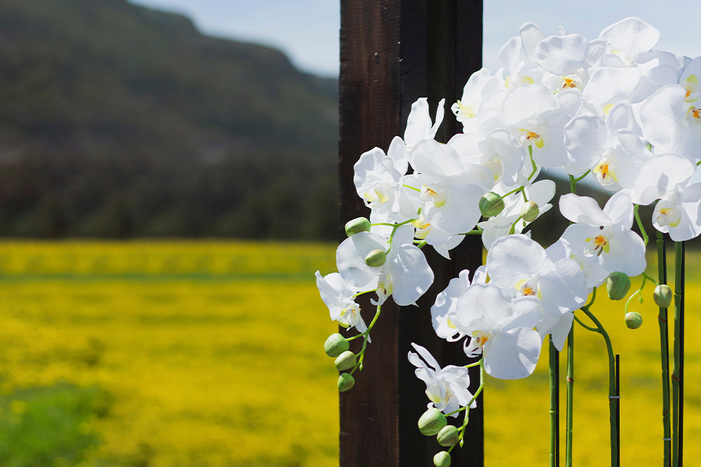Where To Buy Orchid Plants in Dubai | 800 Flower Dubai