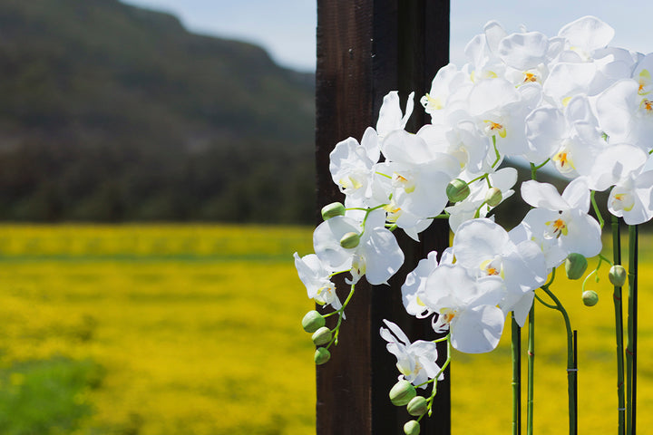 Where To Buy Orchid Plants in Dubai | 800 Flower Dubai