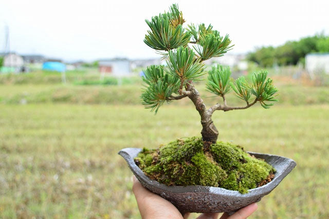 Why should you be gifting a Bonsai?
