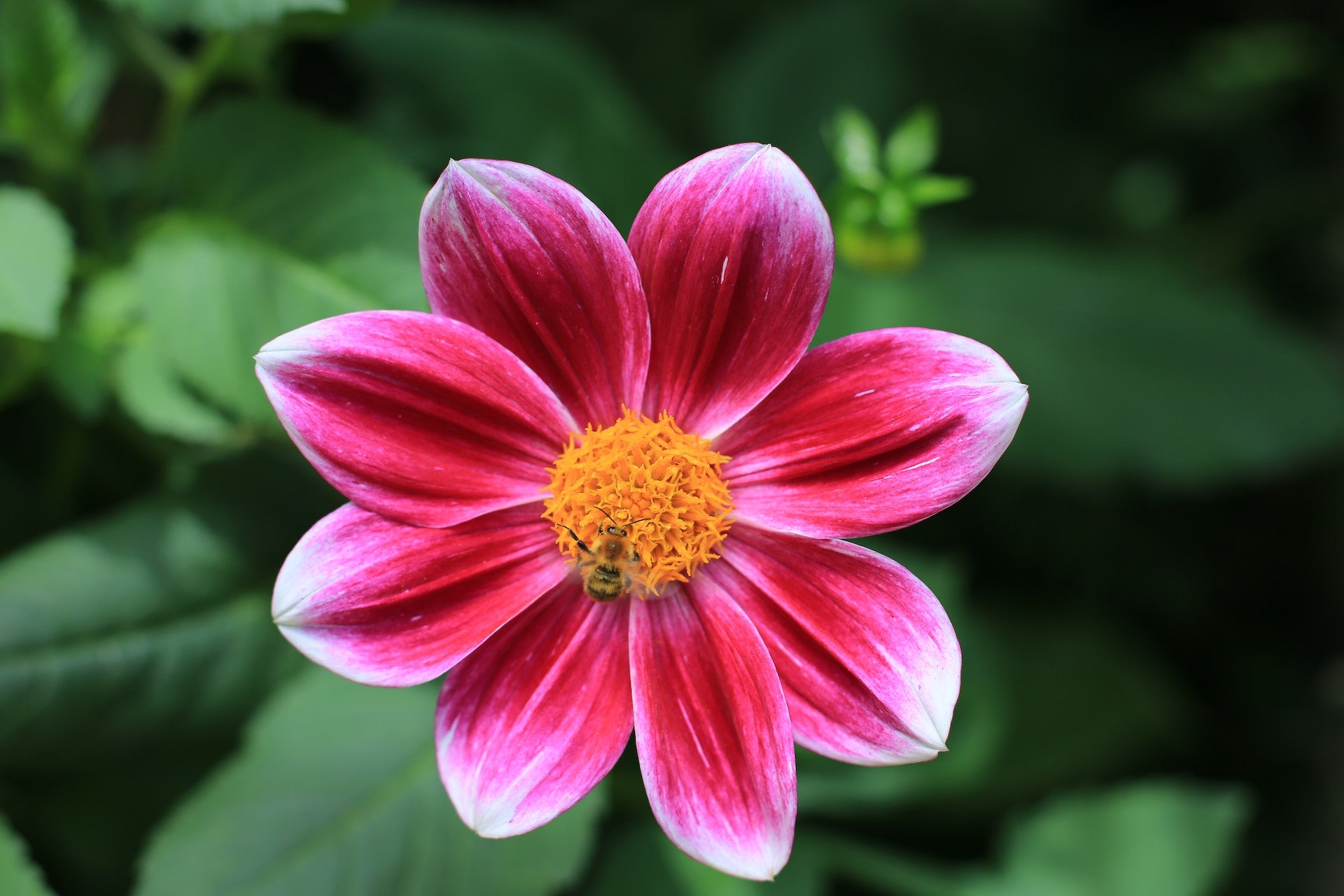 The best flower delivery services in Abu Dhabi
