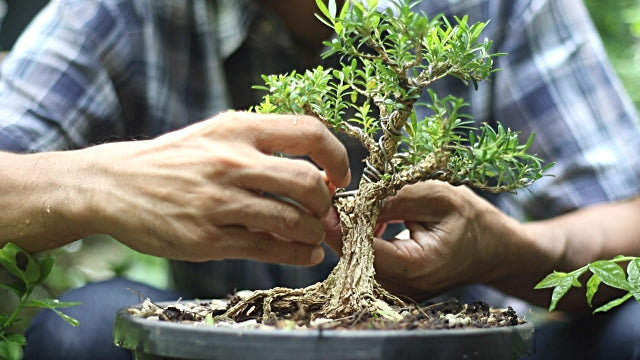 Best Selling Bonsai Trees | 800 Flower Dubai