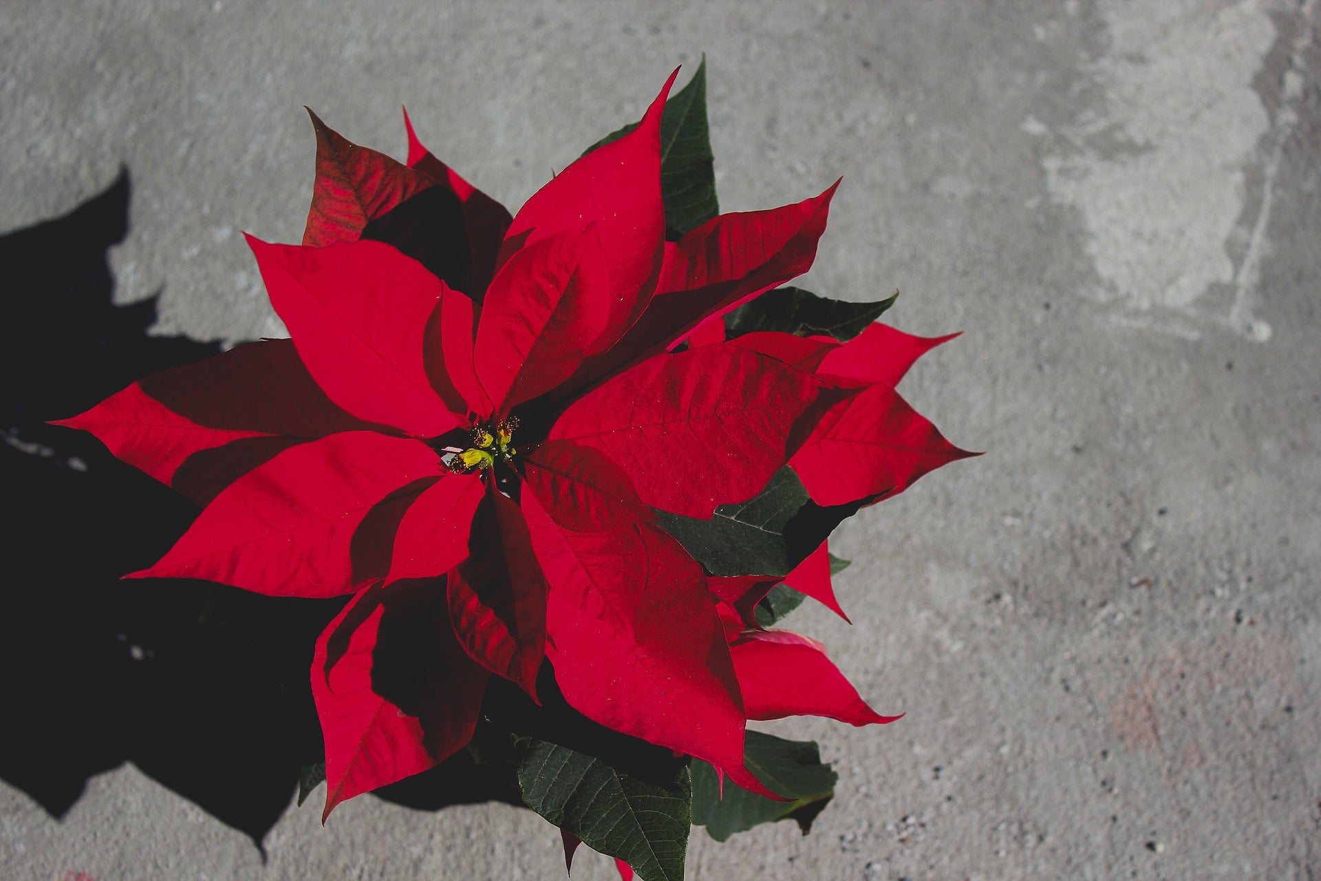 Blooms of Noel: Captivating Christmas Flowers in Dubai | 800 Flower