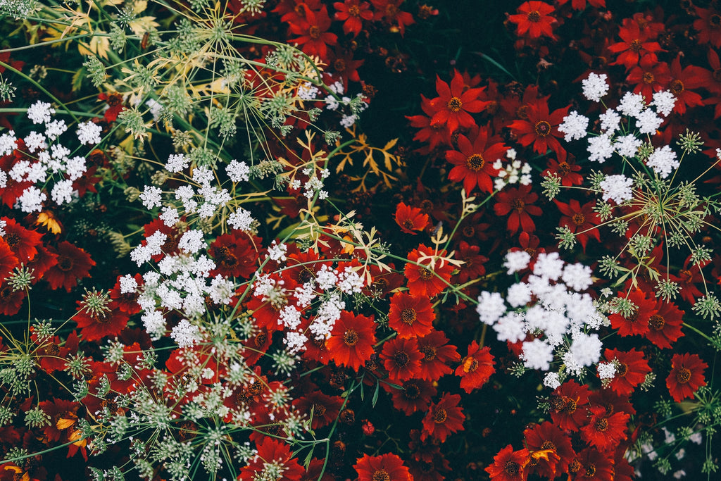 Blossoms of Christmas: Exploring the Popular Flowers that Herald Festive Joy