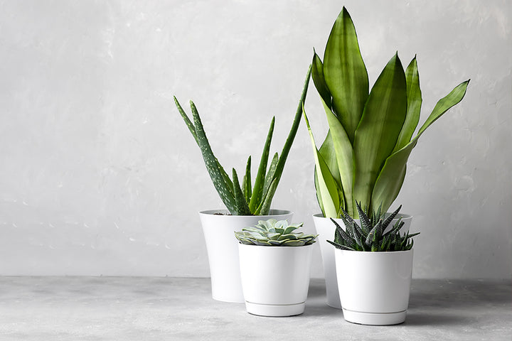 Botanical Wonders: Navigating the Top Plant Shops in Dubai | 800 Flower