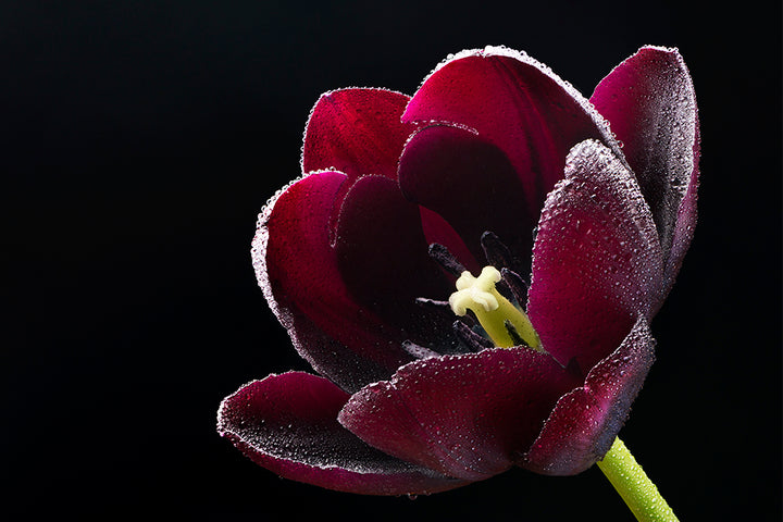 Everything You Need To Know About Black Tulip Flowers - 800 Flower Dubai